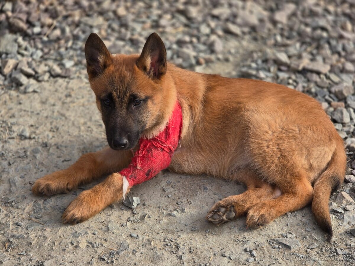 Darujeme štěňátko belgického ovčáka Malinois