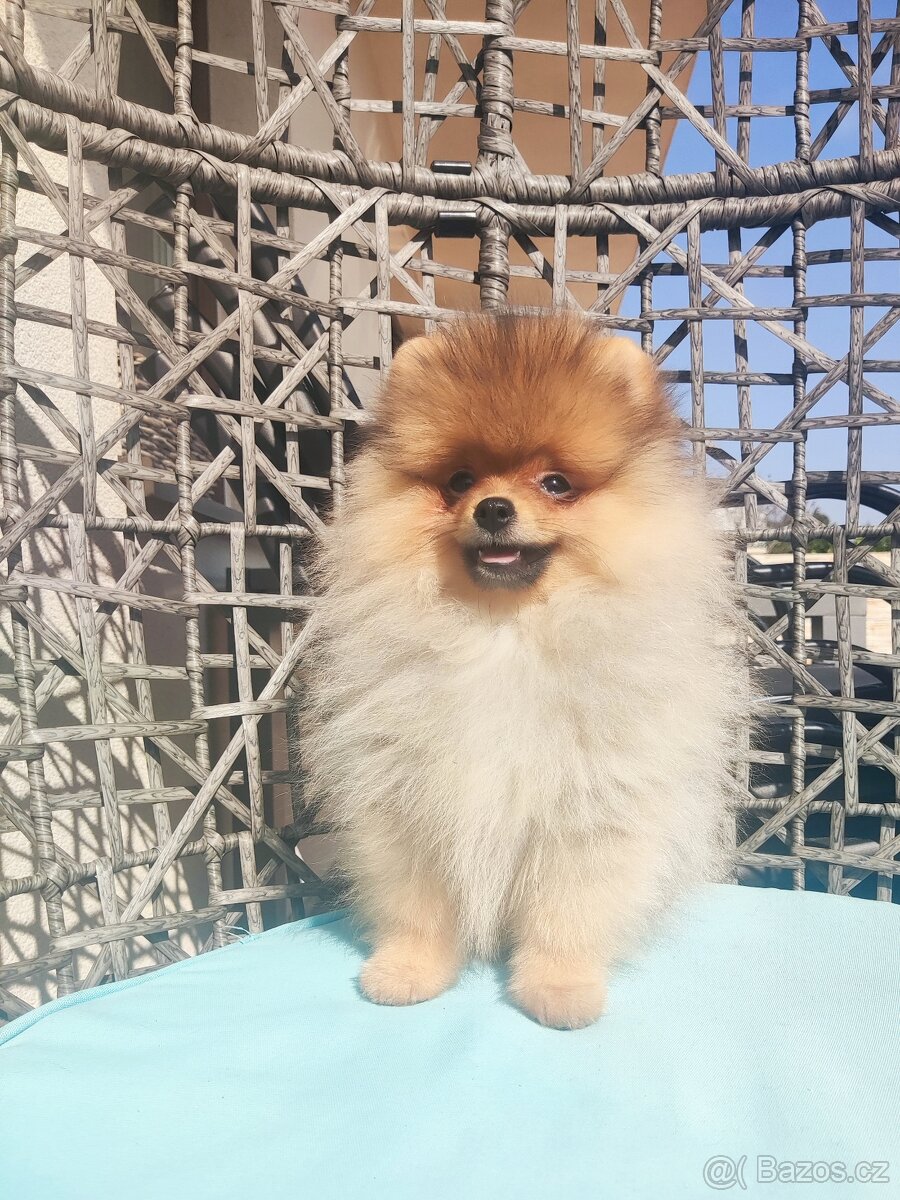 Pomeranian