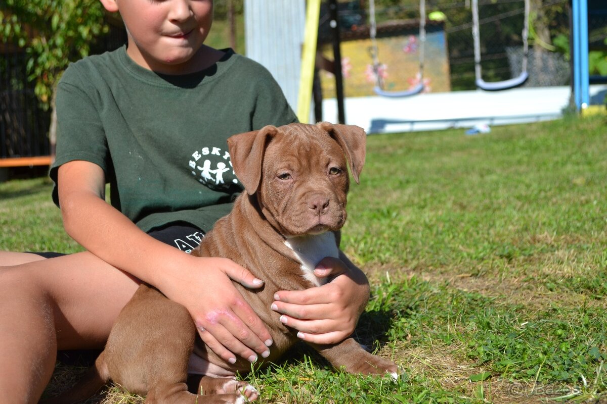 american bully