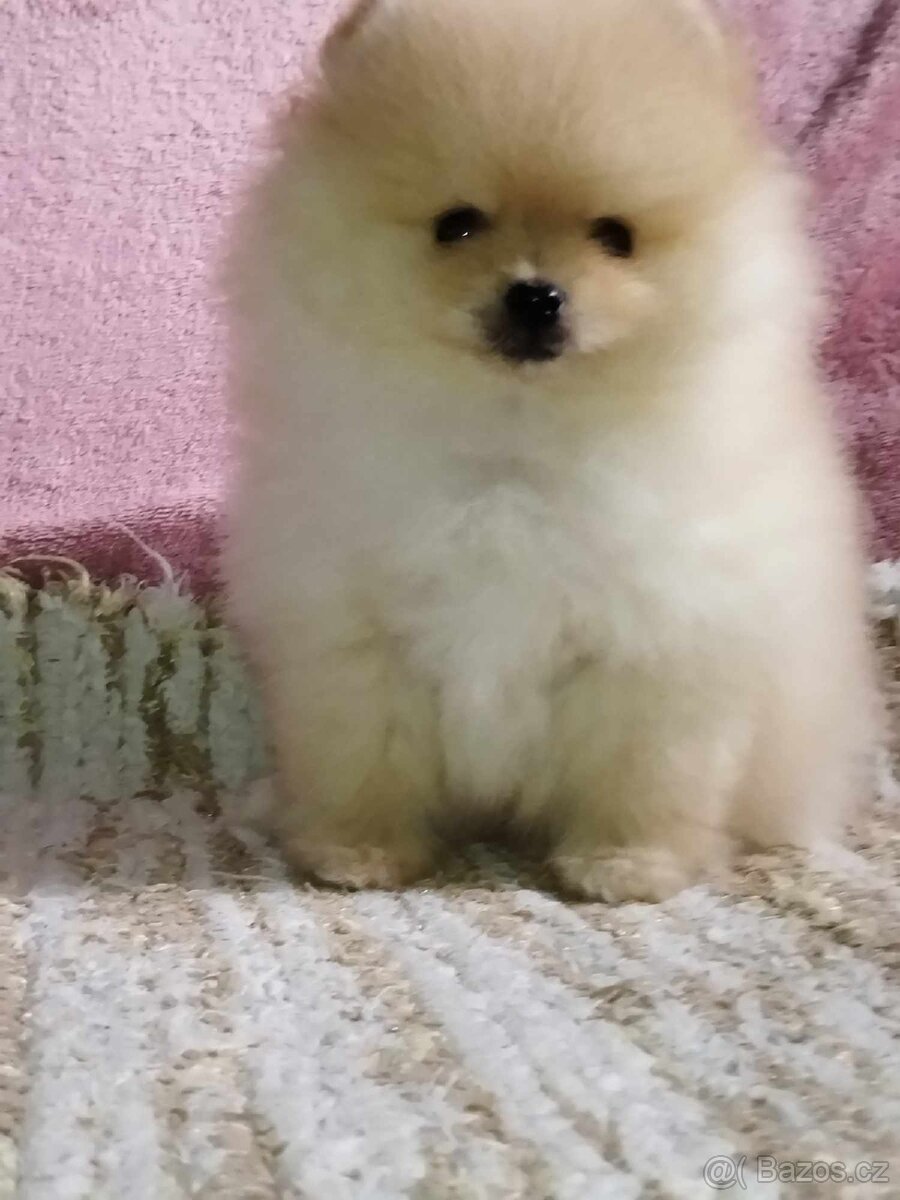 Pomeranian