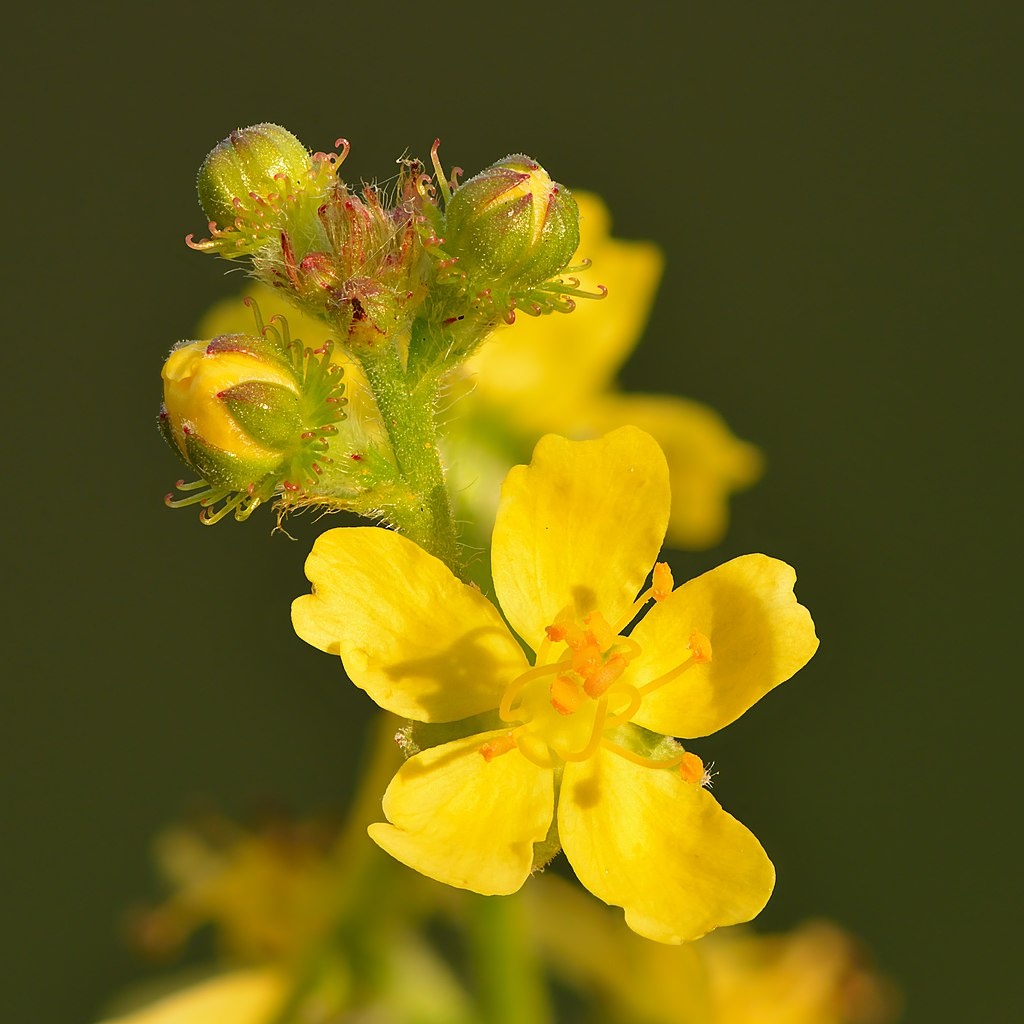 Řepík lékařský - Agrimonia eupatoria 50 semen