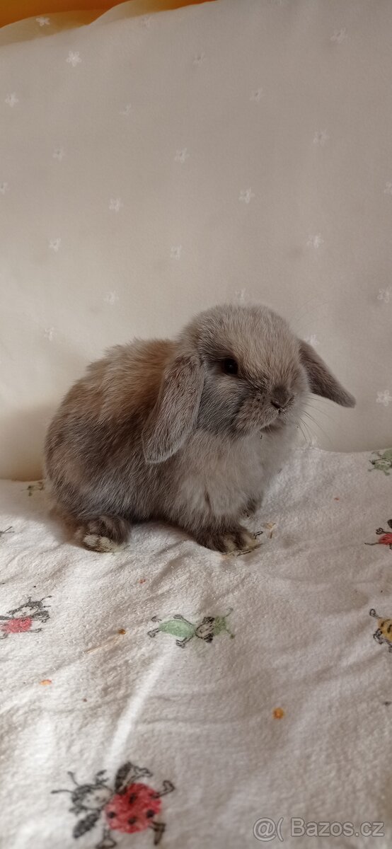 Mini Lop