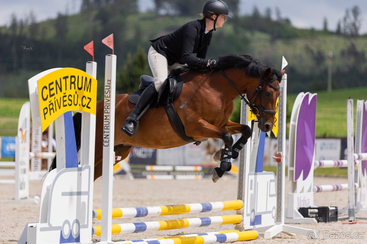 Sportovni pony klisna