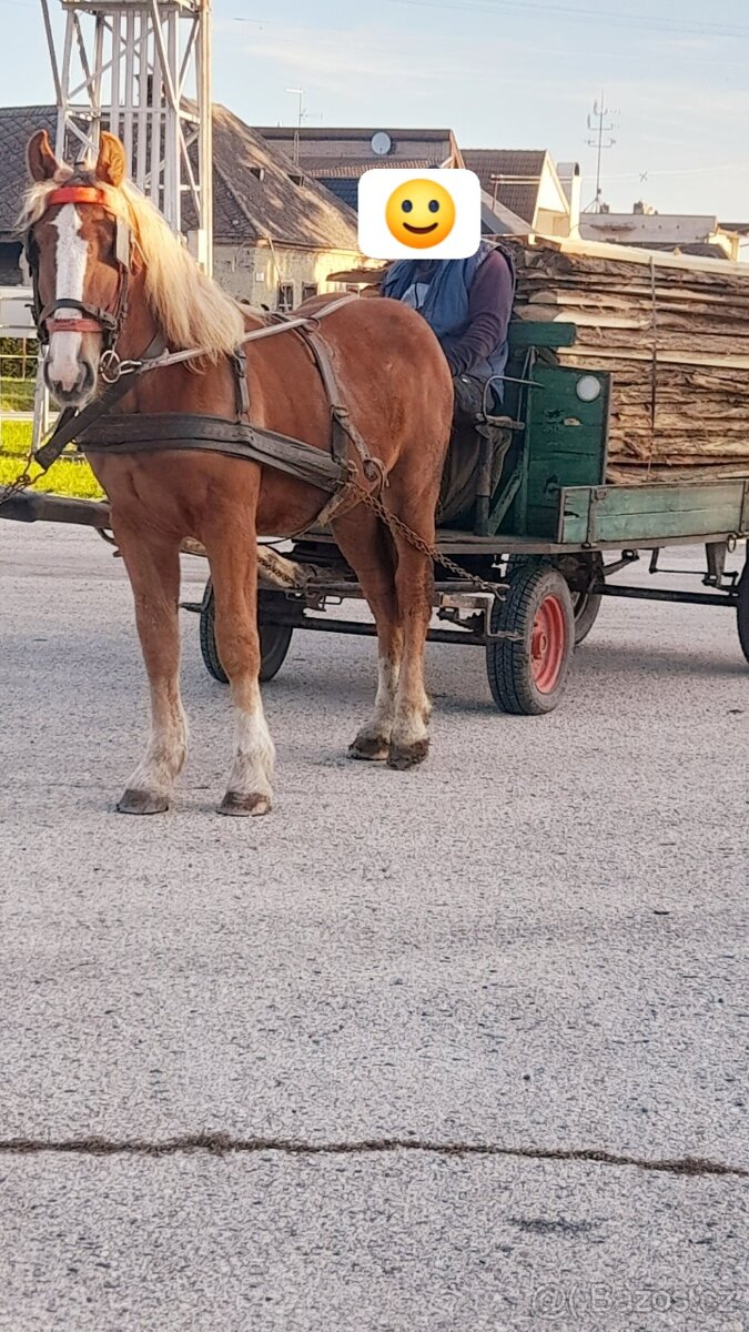 Predam tažnu kobylu