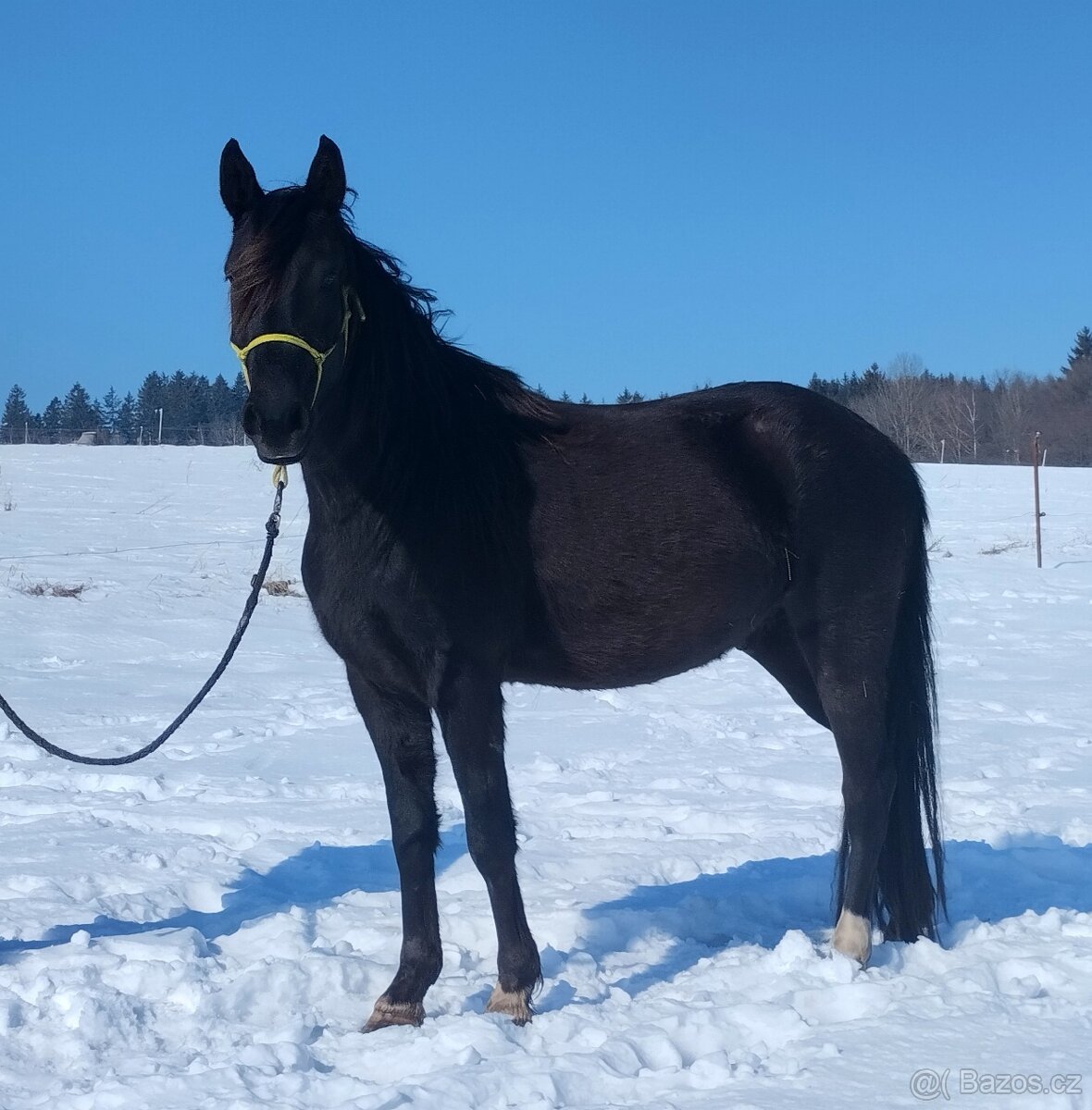 Černý Appaloosa valášek