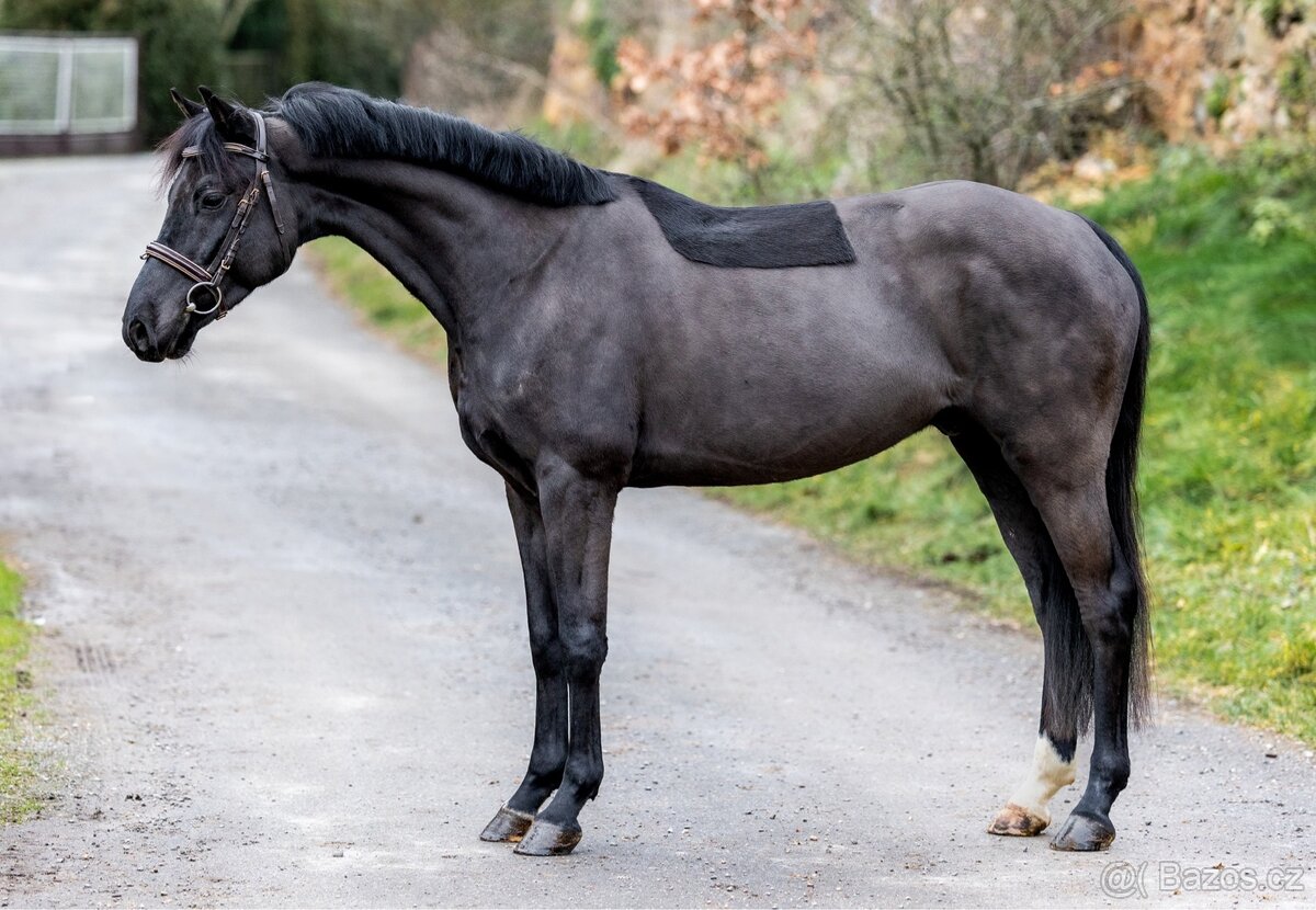 německý sportovní pony