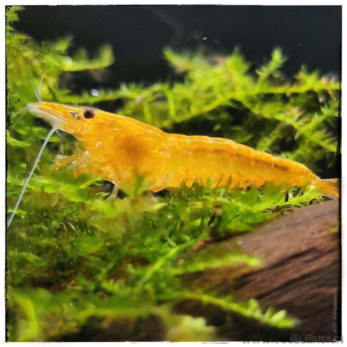 Krevetky - Neocaridina Orange Sakura (light)