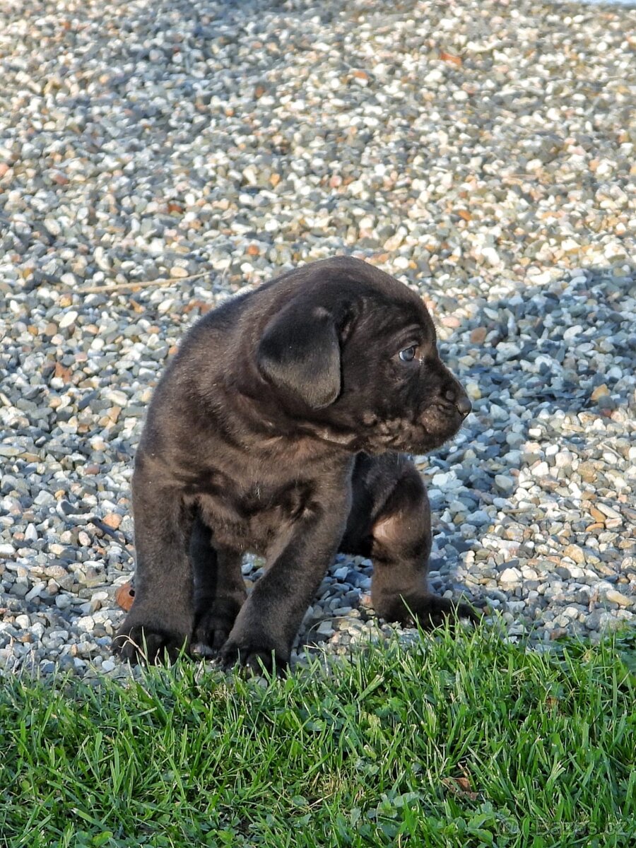 Cane Corso