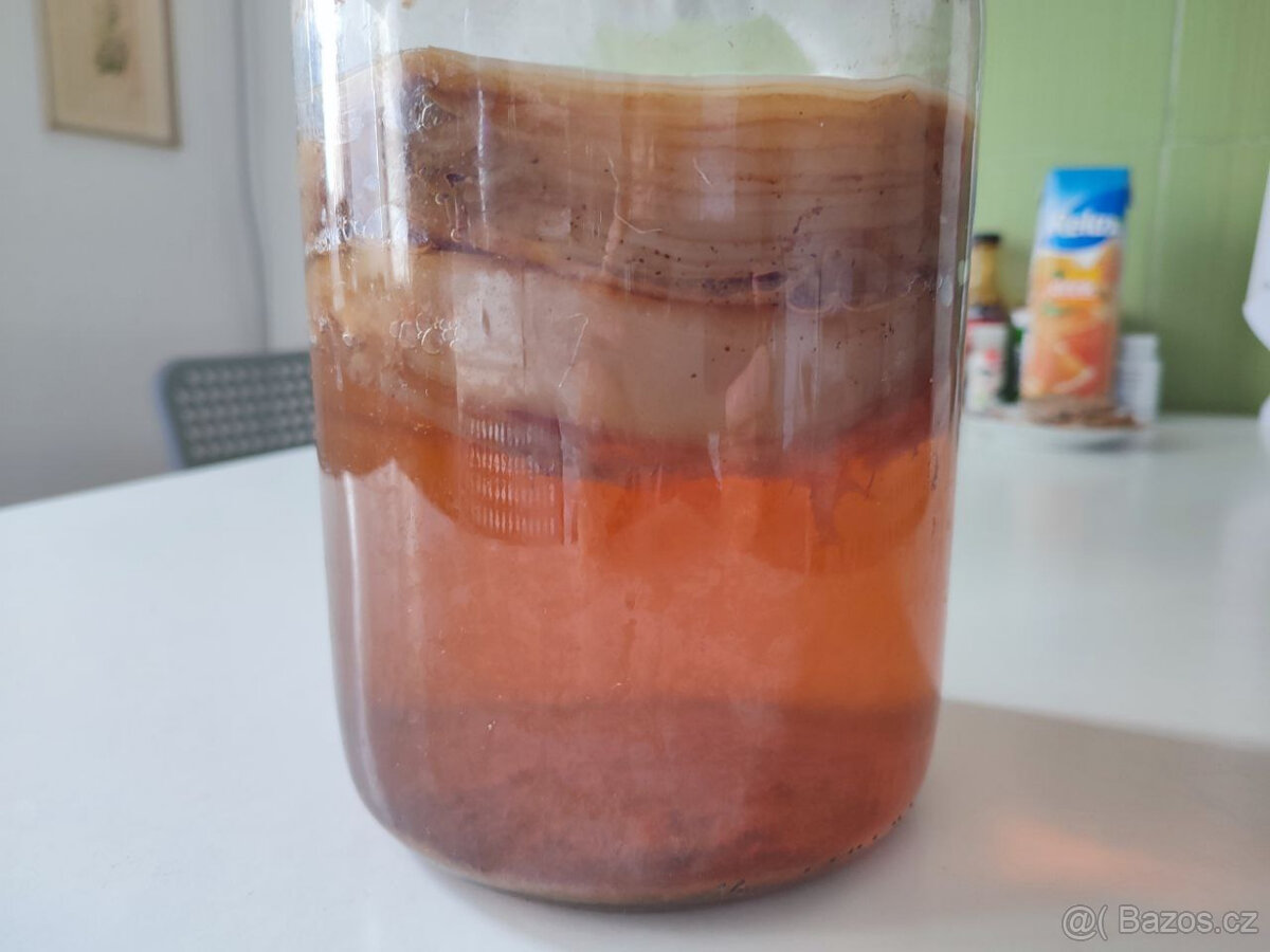 Kombucha (čajová houba)