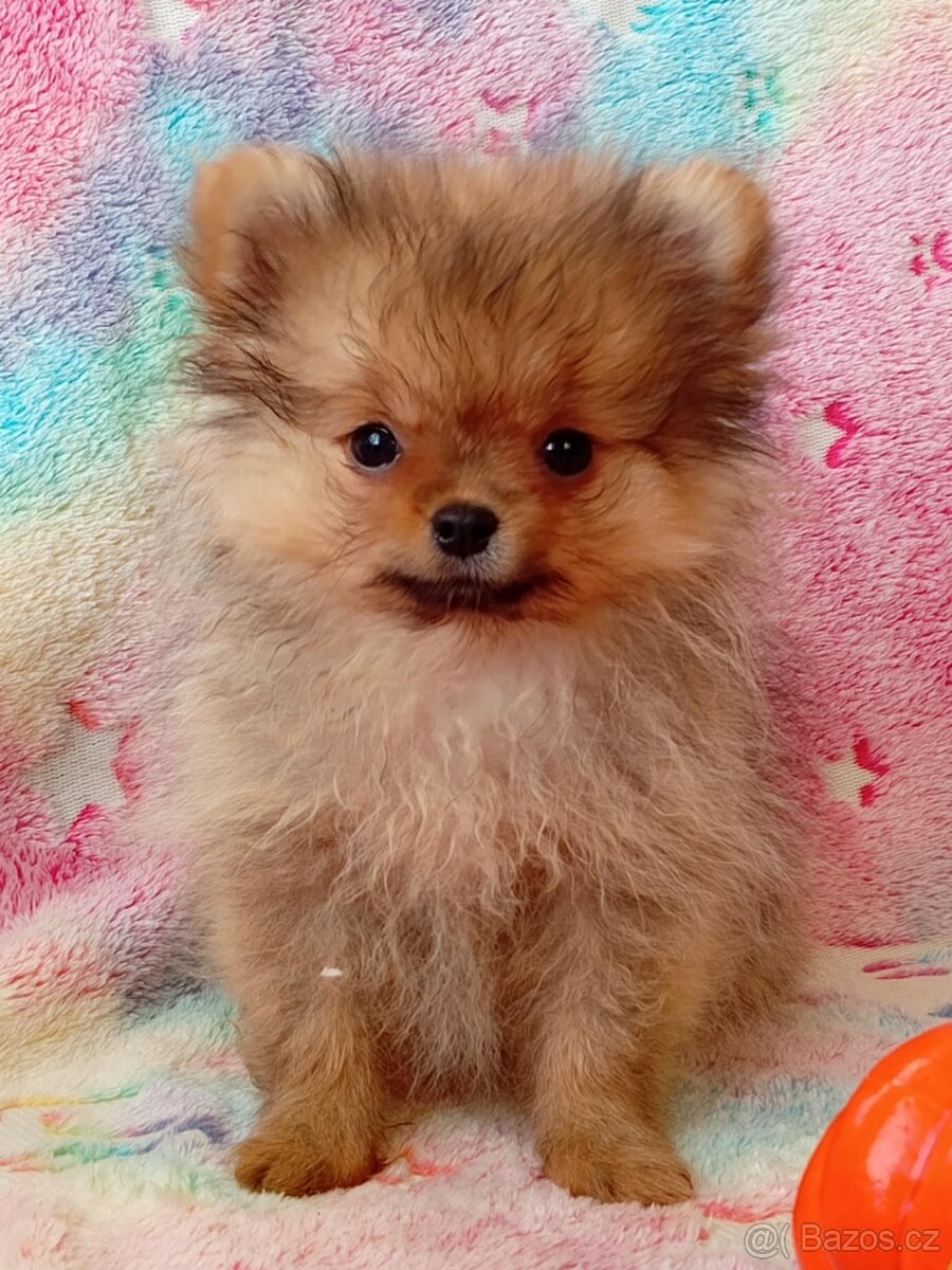 Nemecký Špic / Pomeranian - Mini Fenka ( REZERVACE )