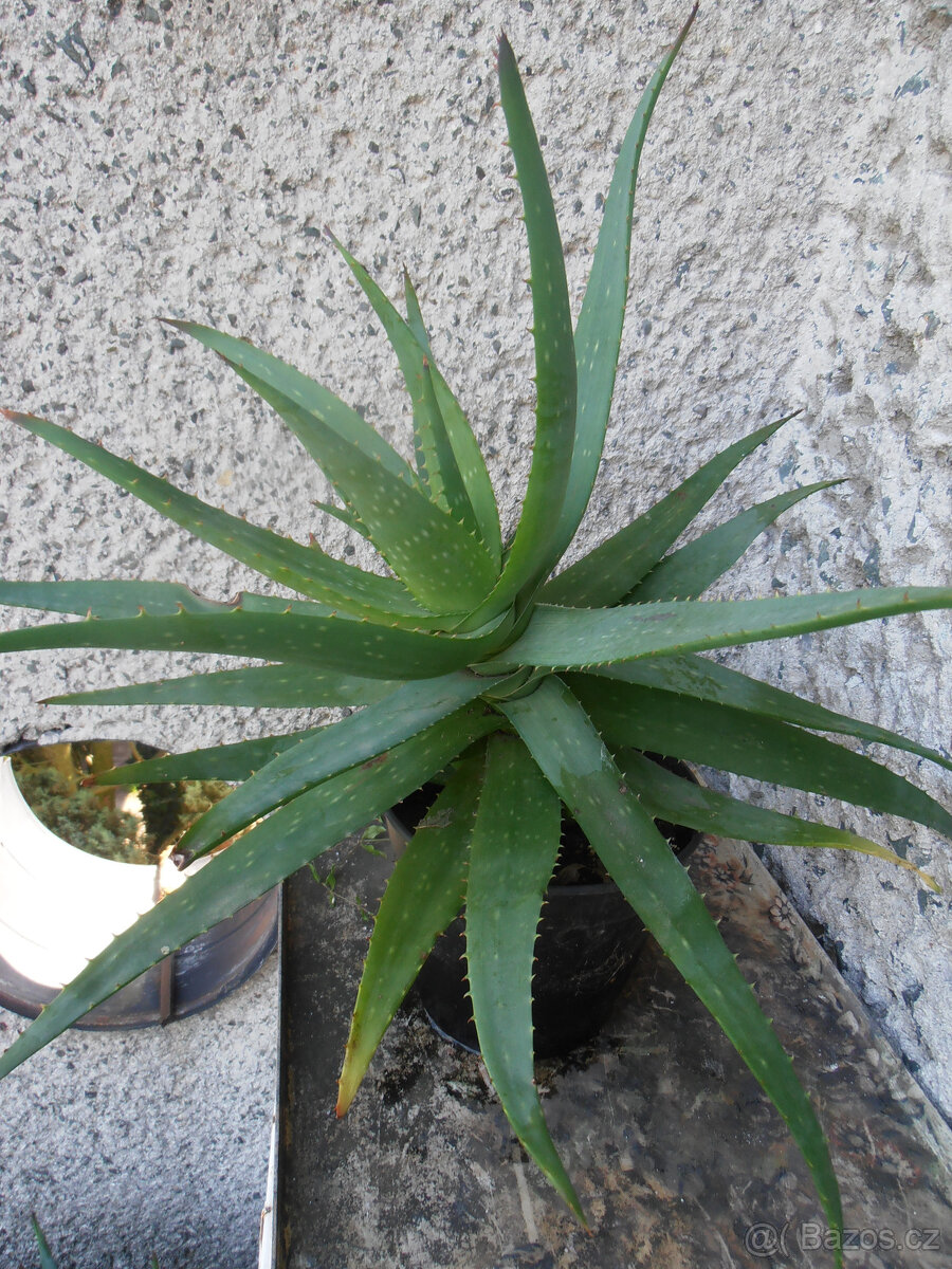 ALOE LÉKAŘSKÁ