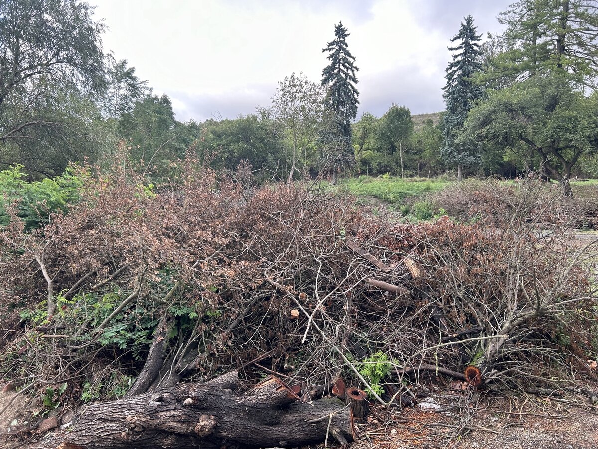 Nabízím větve a náletové dřeviny za odvoz – Pouzdřany