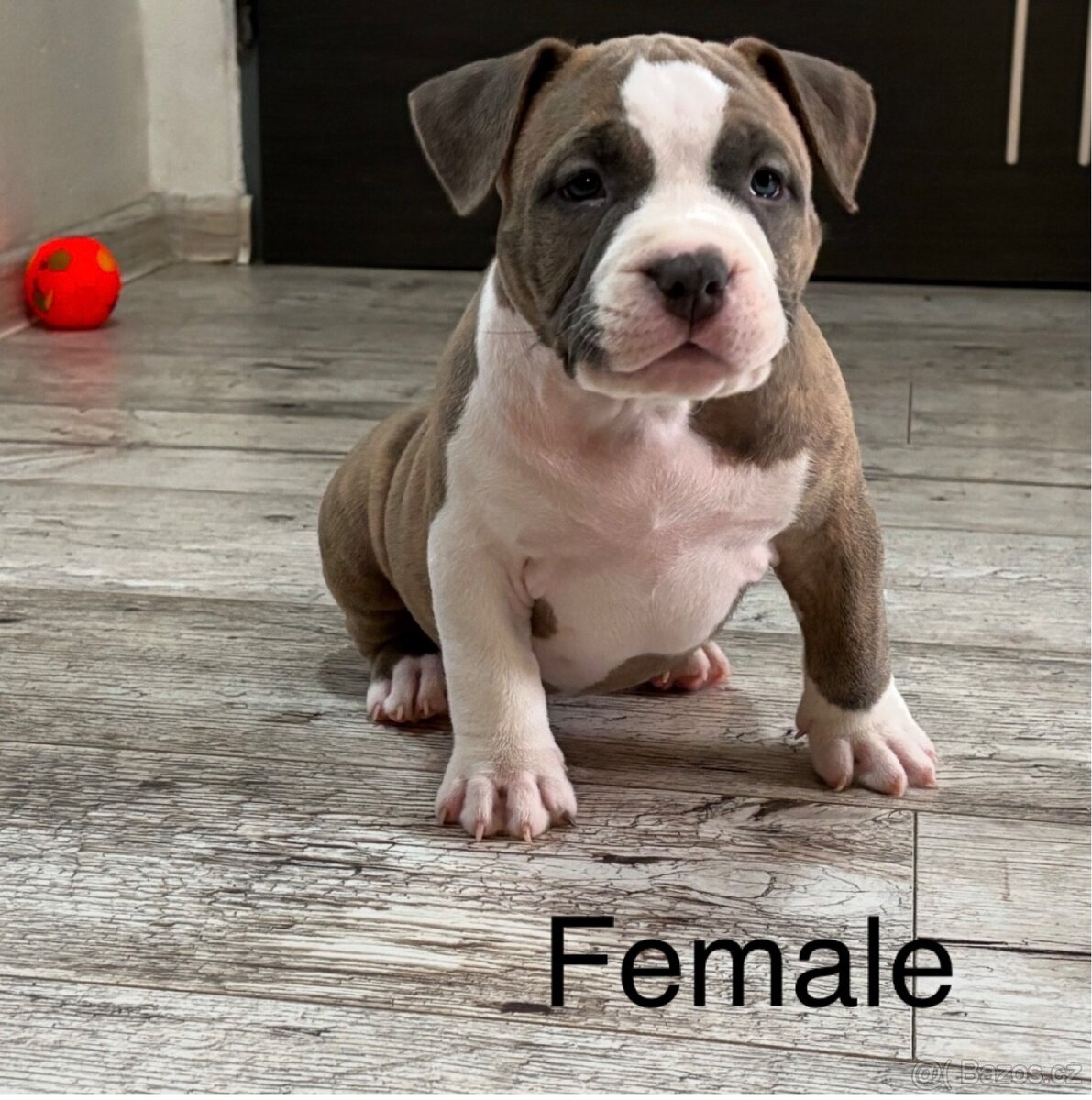 American bully