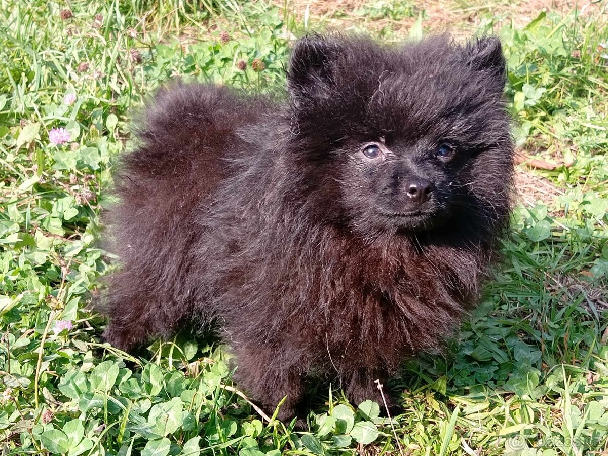 Pomeranian Černý Pejsek ...