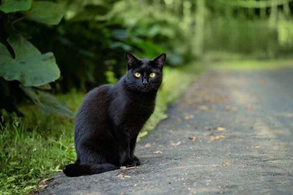 Černá kastrovaná kočička