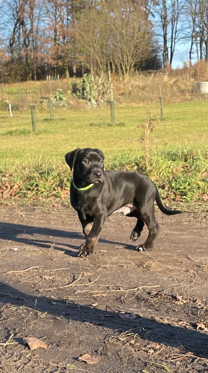 American Bully XL