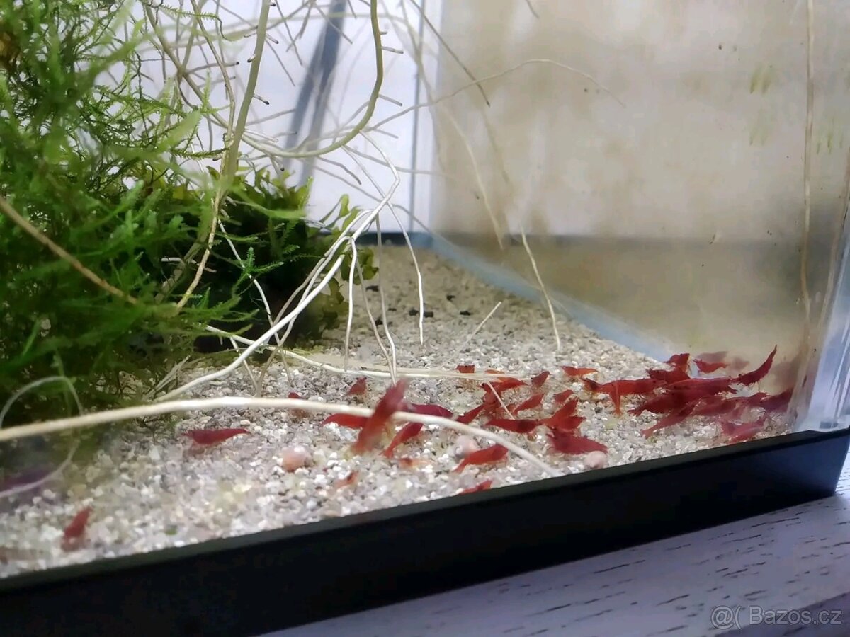 Neocaridina bloody mary