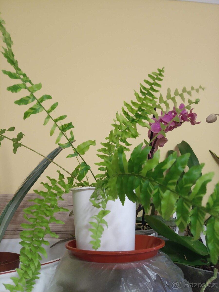 Nephrolepis Tiger Fern variegata