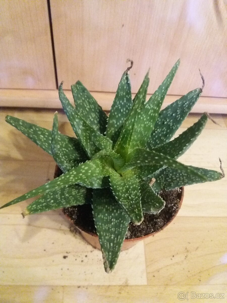 Aloe vera/sukulent