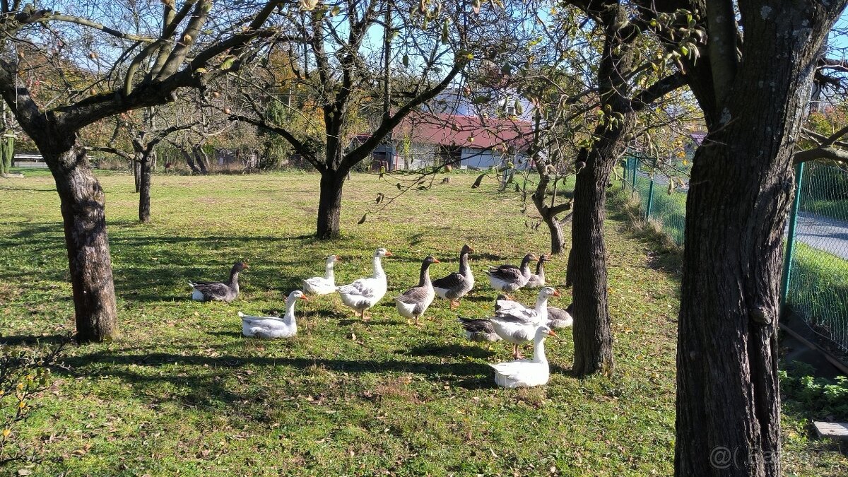 Prodám zbylých 8 letošních hus pastevně vykrmených