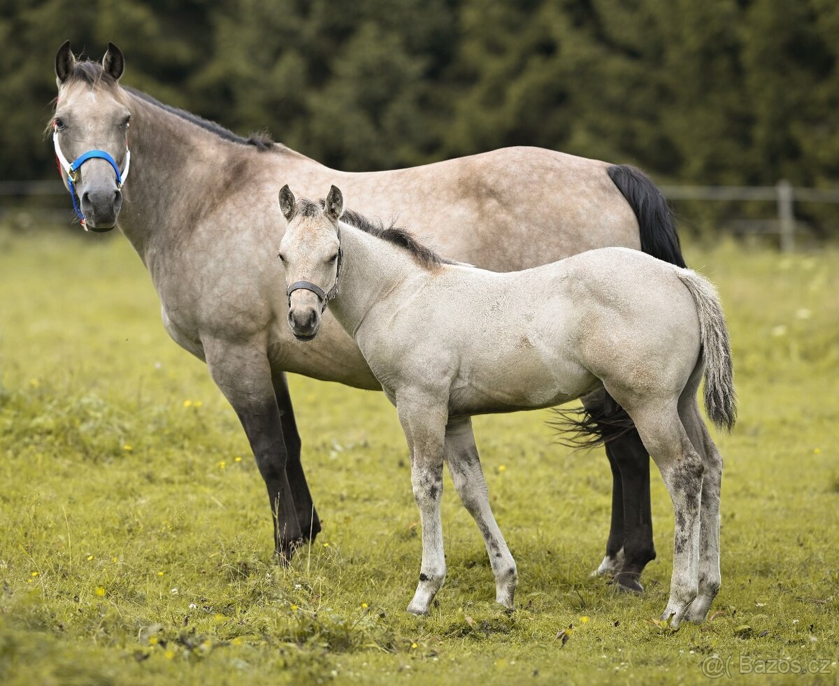 Letošní hřebeček QH ojedinělé barvy