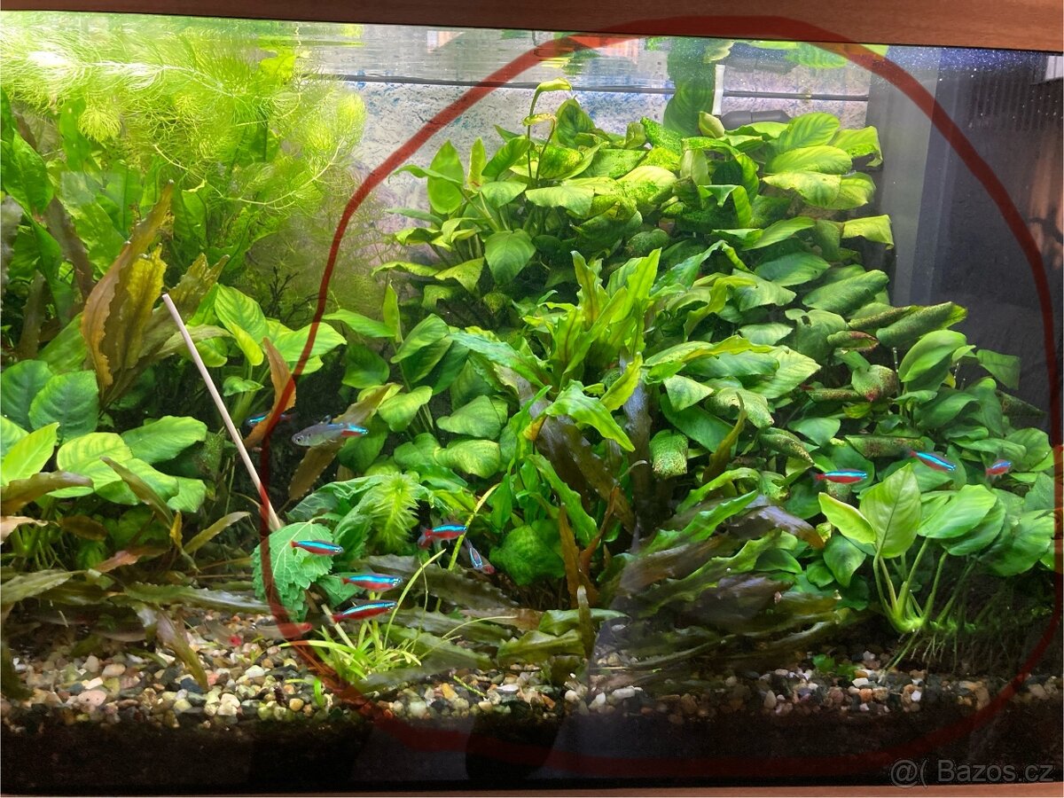 Anubias barteri var.nana(akvarijní rostlina)