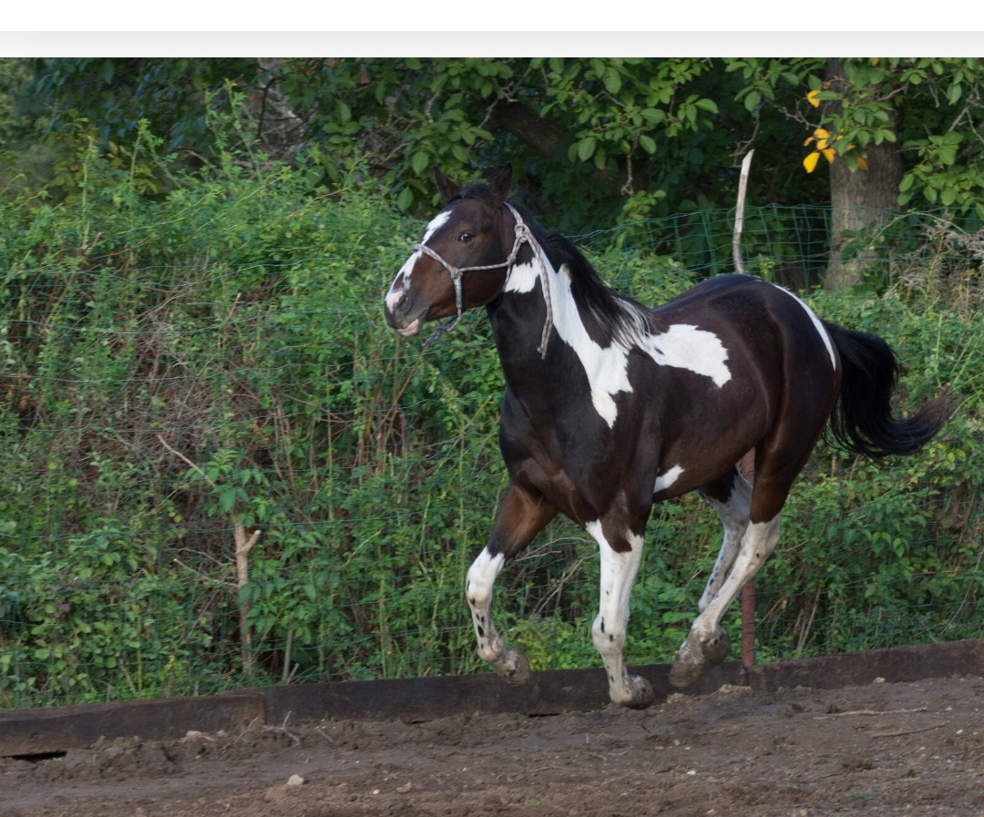 American paint horse