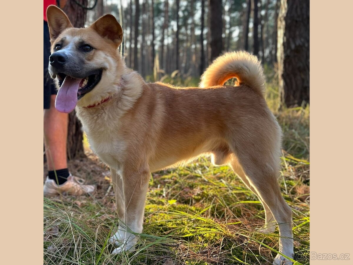 DENY K ADOPCI - X-AKITA INU - hravý mazel