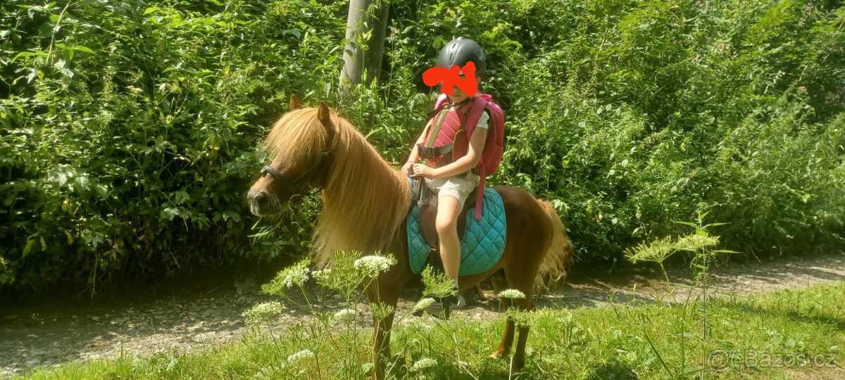 Shetland pony hřebec ježděný dětmi