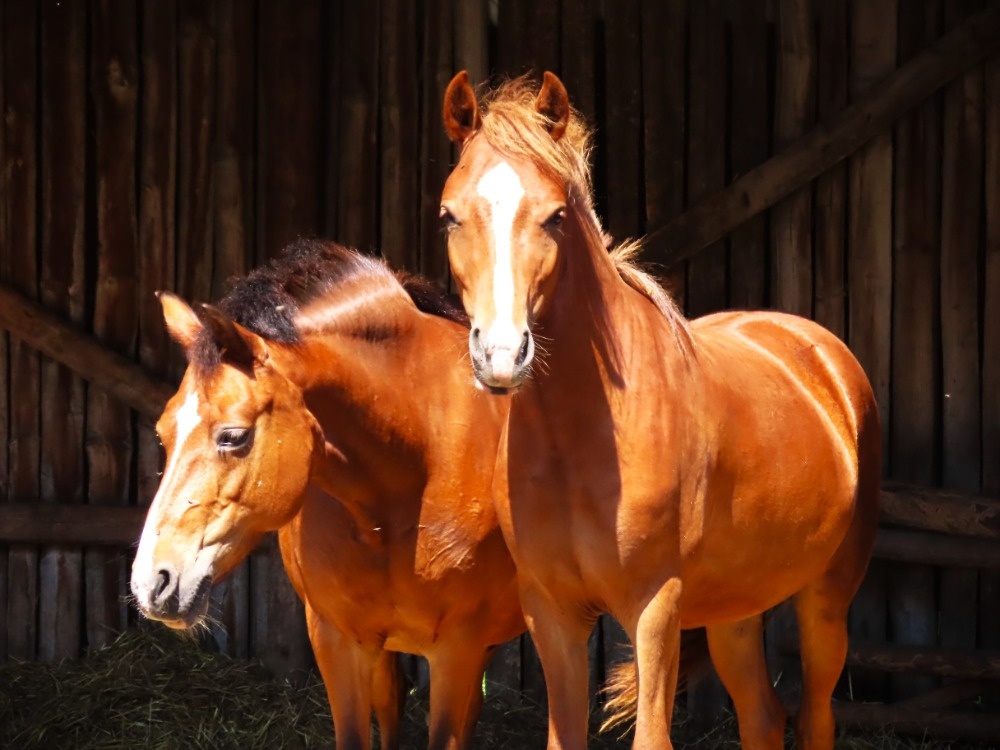 Mladá pony kobylka A