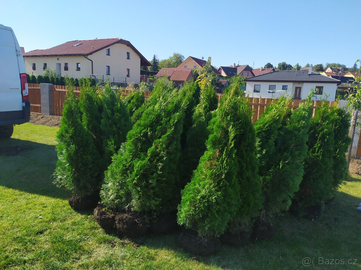 Thuje smaragd,thuja smaragd