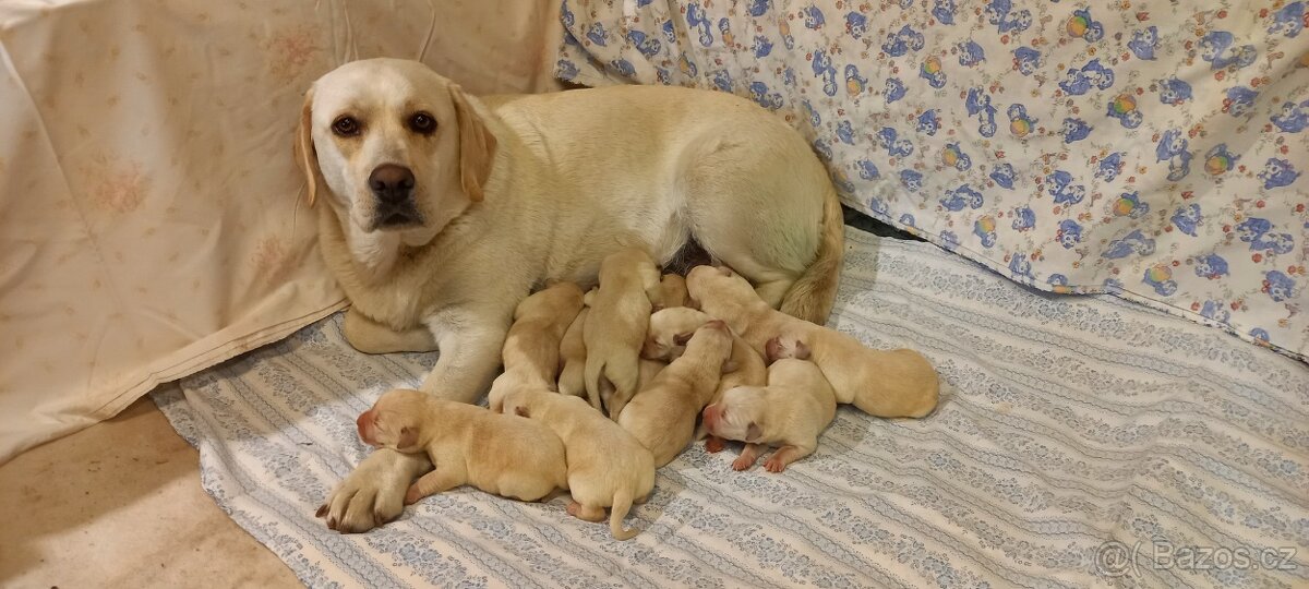 Labrador štěňata