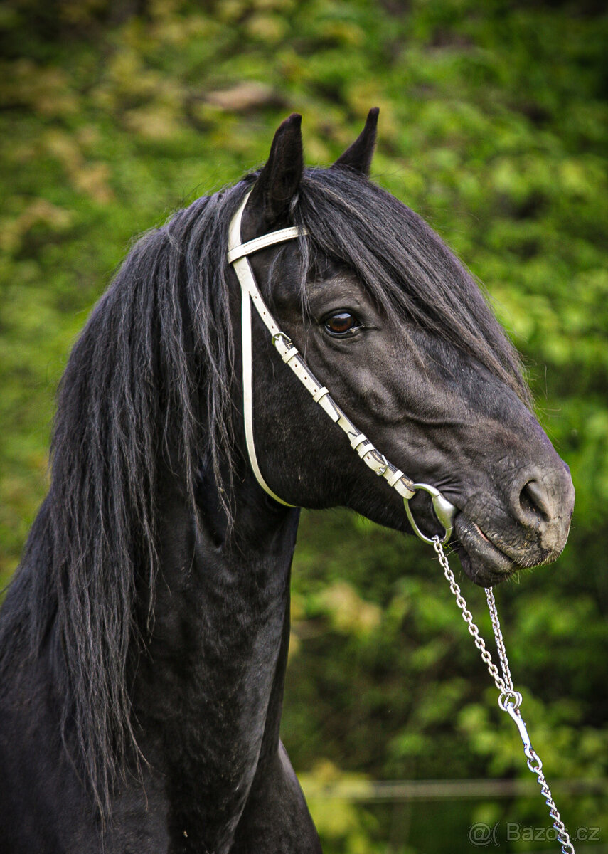 Připouštění černým hřebcem Welsh Cob D - rok 2024