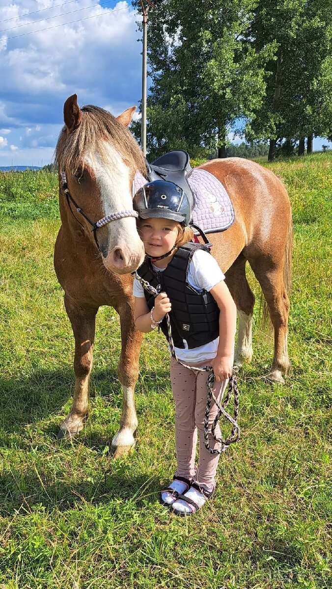 Welsh mountain pony