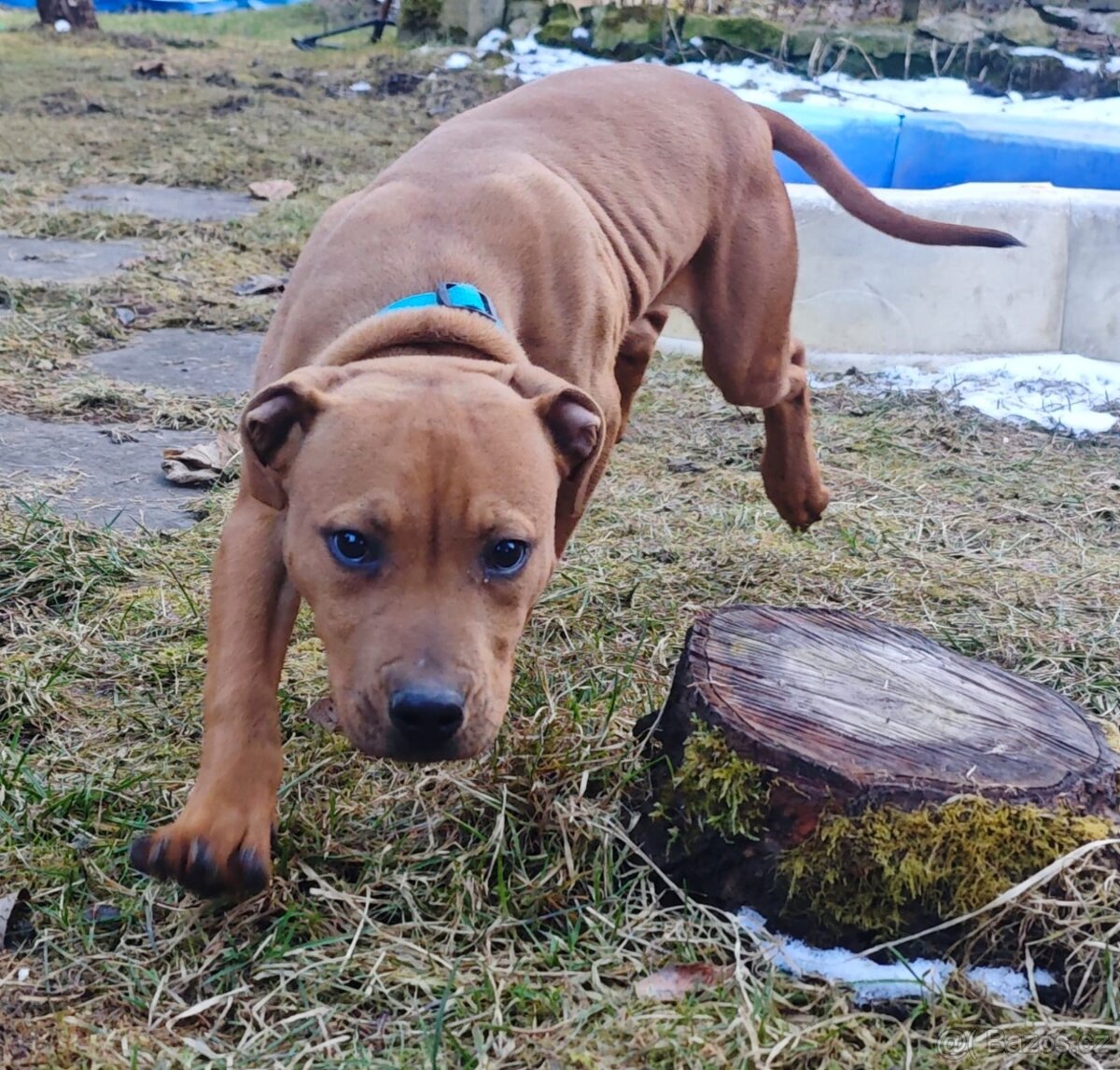 Štěně A.P.B.T. (Americký pitbull teriér,pitbull)