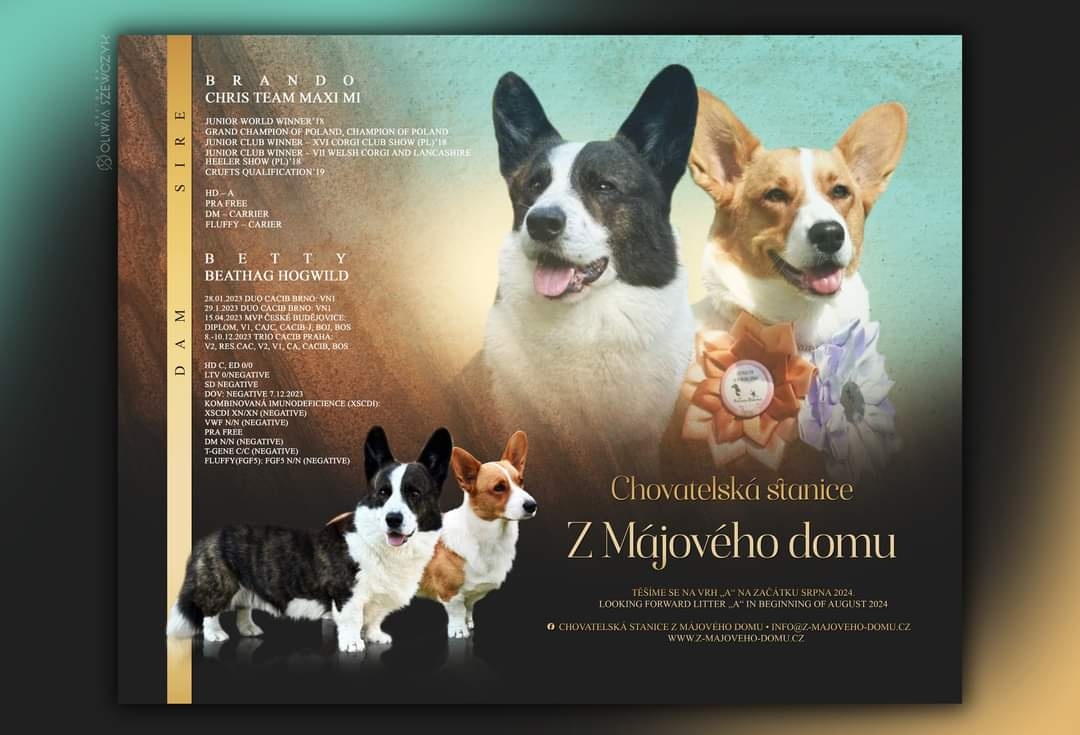 štěňátka Welsh Corgi Cardigan s PP, FCI