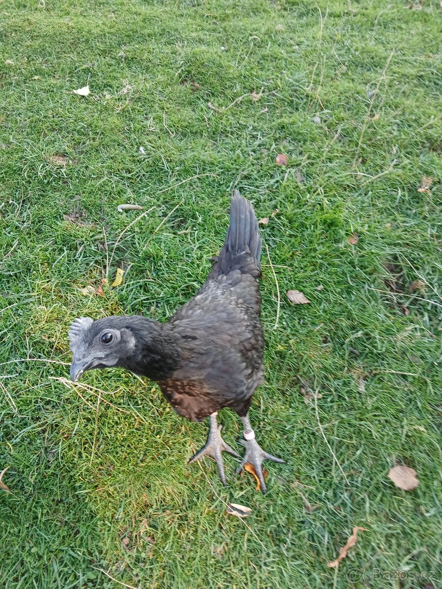 Ayam cemani