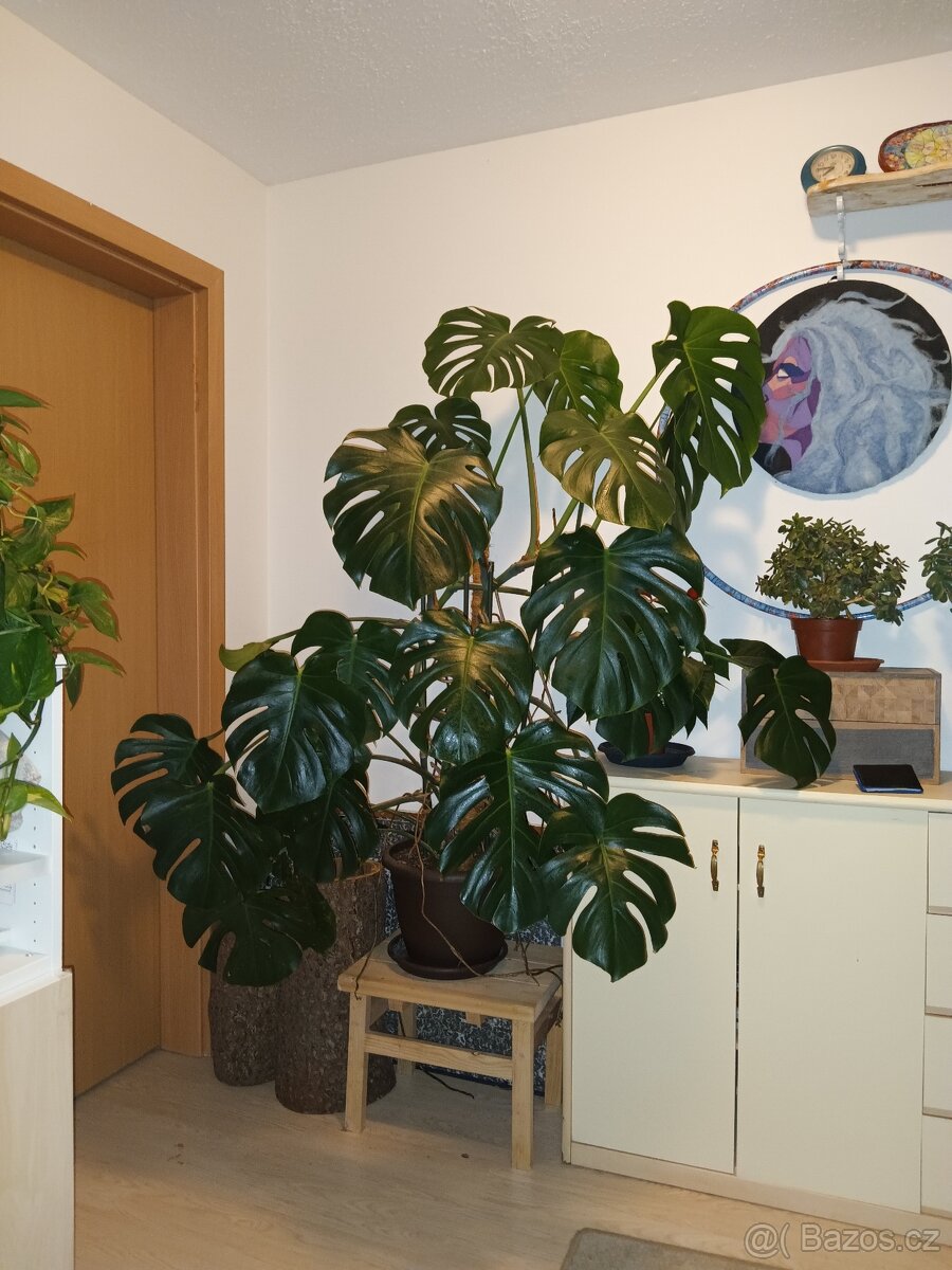 Velká monstera