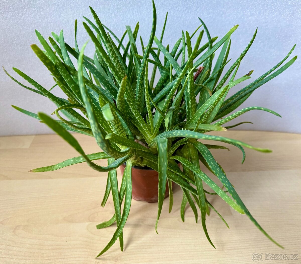 Aloe Vera