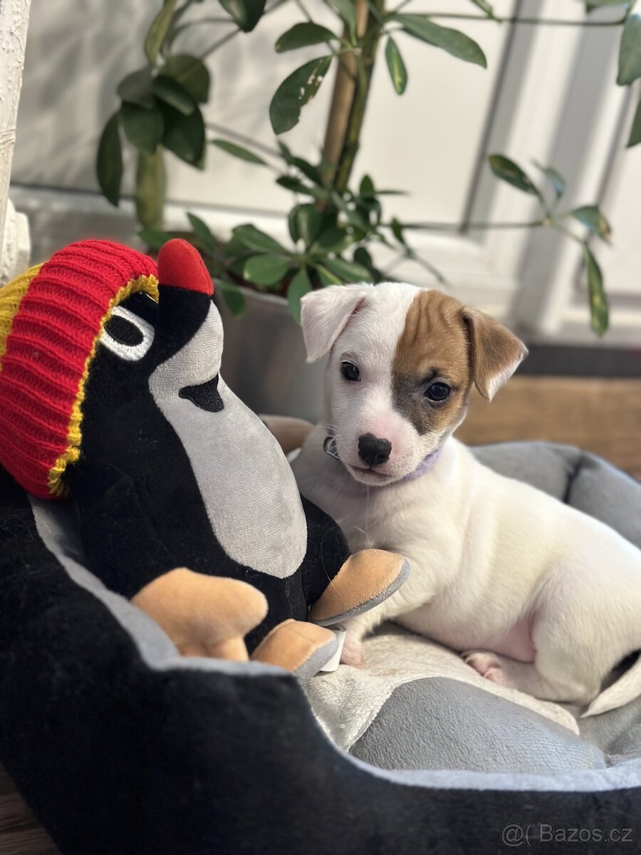 Jack Russell teriér