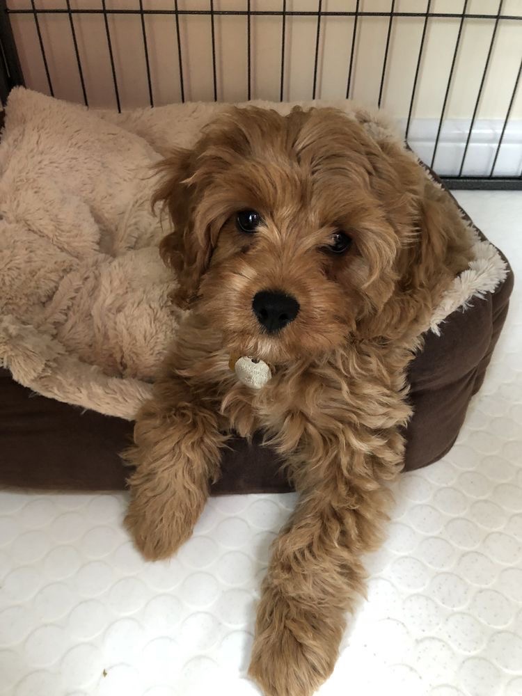 Cavapoo