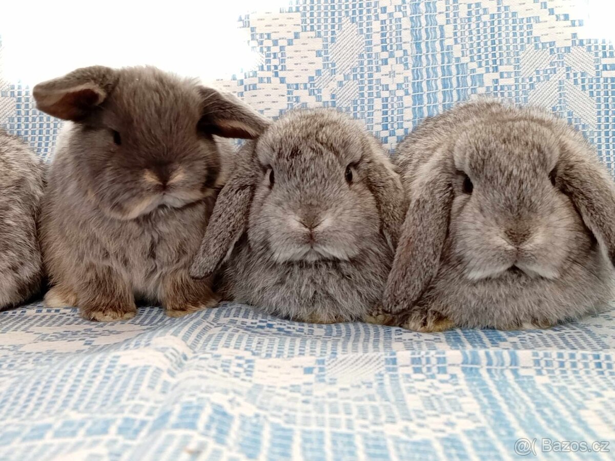 Kouzelná Miminka  - Anglický Zakrslý Beránek MiniLop