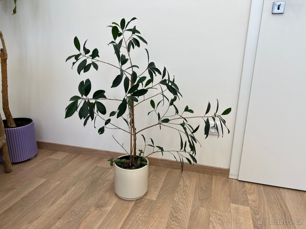 Rostlina Fíkus drobnolistý Ficus benjamina 90 cm