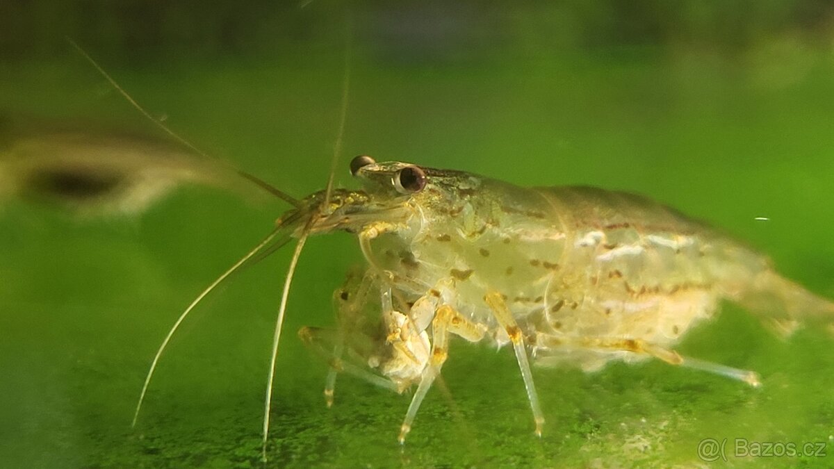 Kreveta Caridina Multidentata (Amano, Japonica)