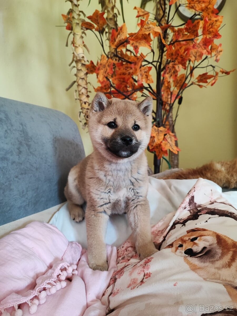 Shiba Inu