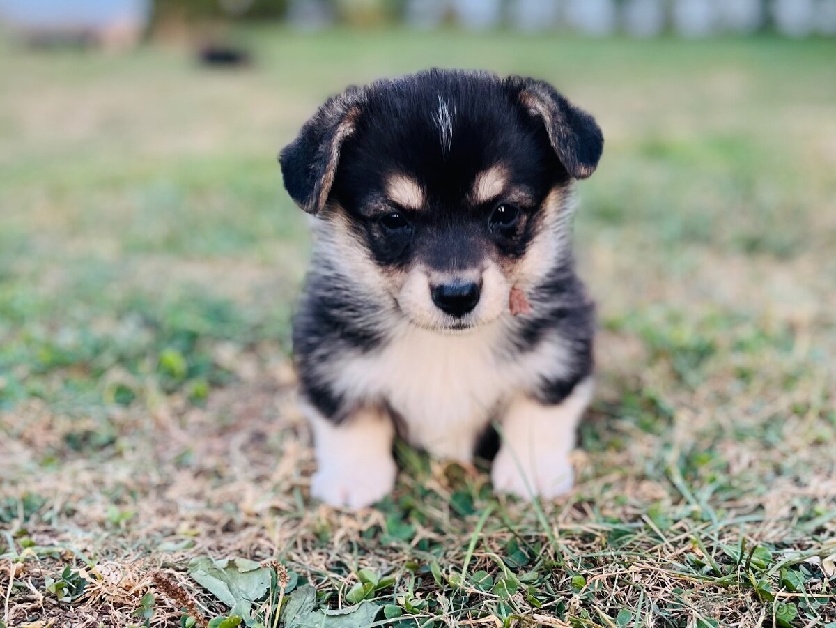 Welsh corgi pembroke s PP (FCI)