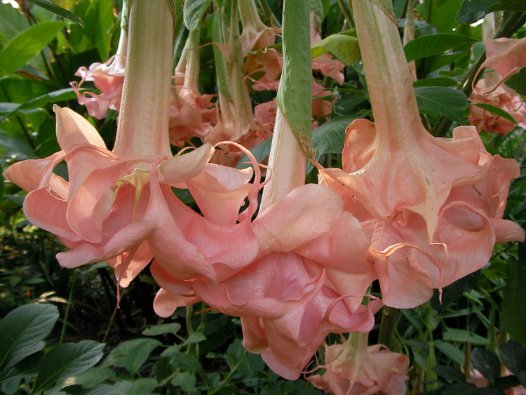 řízek Brugmansia Daydream - Andělská trumpeta