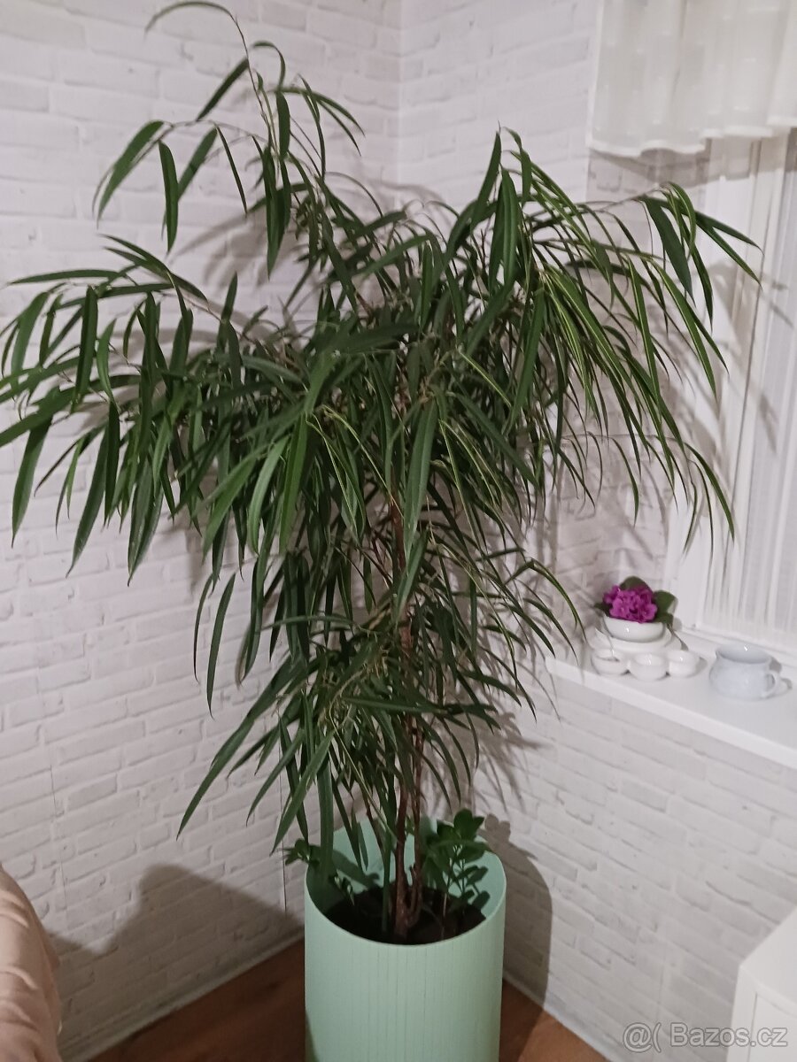 Fikus maclellandii "Alii" XL