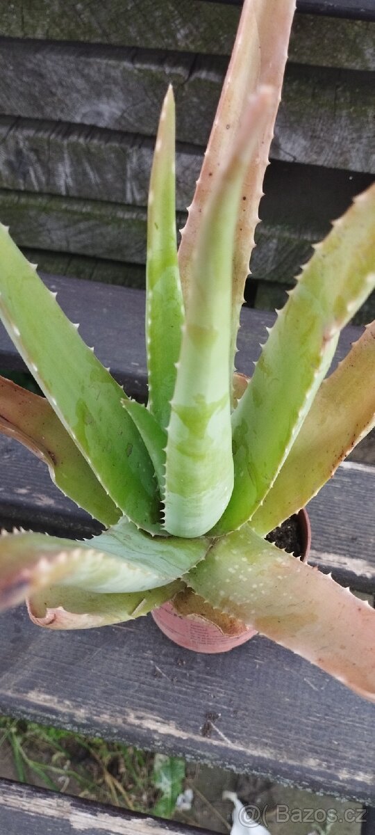 Aloe Vera