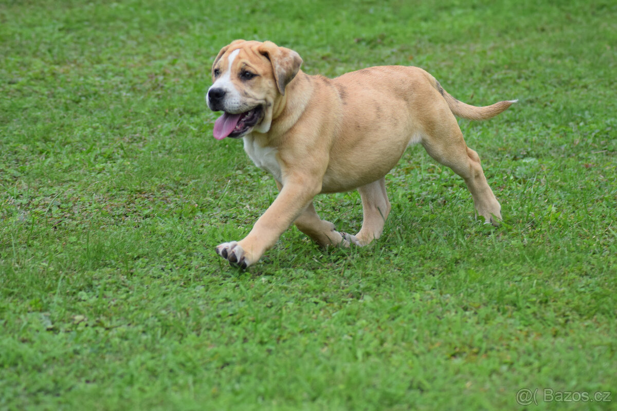 american bully XXL -  FENA